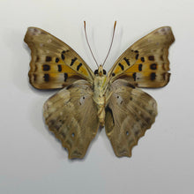 Load image into Gallery viewer, 25 - Unmounted/Papered Specimen