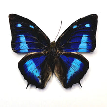 Load image into Gallery viewer, Blue Leafwing Butterfly - Unmounted/Papered Specimen