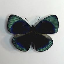 Load image into Gallery viewer, Leprieur's Glory Butterfly - Unmounted/Papered Specimen