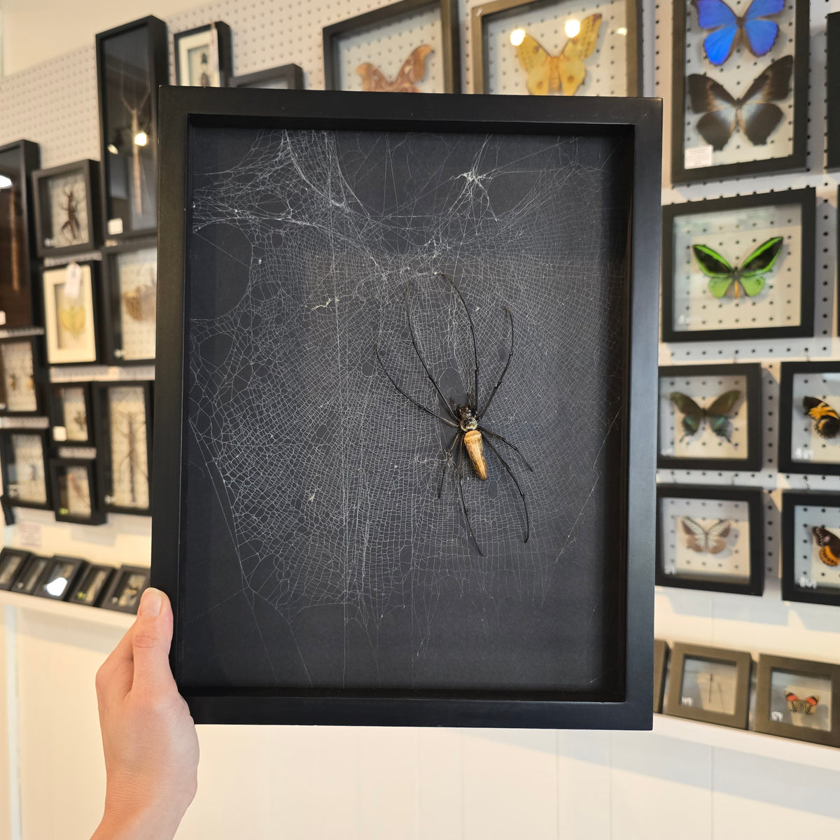 Giant Golden Orb Weaver & Joro Spider Web