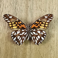 Load image into Gallery viewer, Mexican Silverspot - Unmounted Specimen