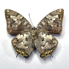Load image into Gallery viewer, Blue Leafwing Butterfly - Unmounted/Papered Specimen