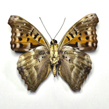 Load image into Gallery viewer, 21 - Unmounted/Papered Specimen