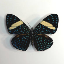 Load image into Gallery viewer, Turquoise Cracker - Unmounted/Papered Specimen