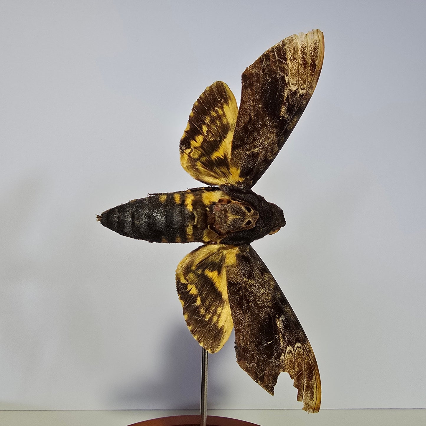 Greater Death's Head Moth Cloche Dome