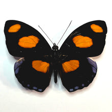 Load image into Gallery viewer, Blue-Frosted Banner Butterfly - Unmounted/Papered Specimen