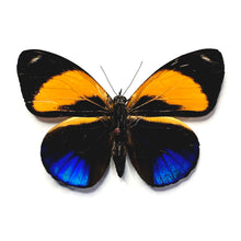 Load image into Gallery viewer, Dotted Glory - Unmounted/Papered Specimen