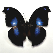 Load image into Gallery viewer, Blue Hookwing- Unmounted/Papered Specimen