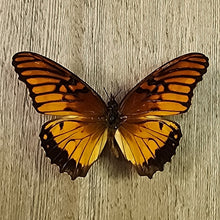 Load image into Gallery viewer, Mexican Silverspot - Unmounted Specimen
