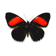Load image into Gallery viewer, Callicore cajetani - Unmounted/Papered Specimen