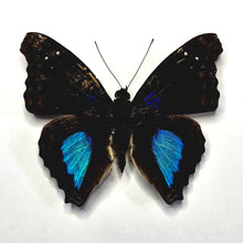 Load image into Gallery viewer, 21 - Unmounted/Papered Specimen