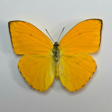 Load image into Gallery viewer, Apricot Sulfur - Unmounted/Papered Specimen
