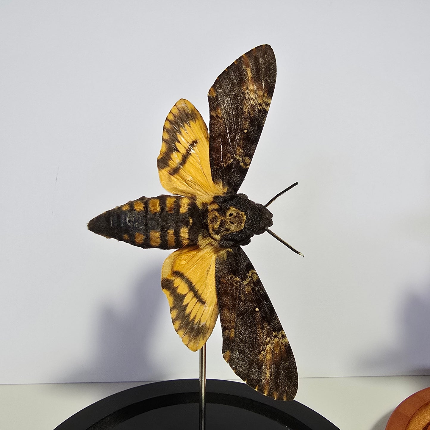 Greater Death's Head Moth Cloche Dome