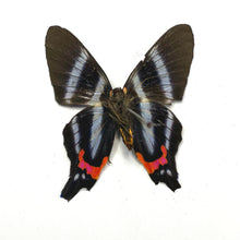 Load image into Gallery viewer, Periander Metalmark Butterfly - Unmounted/Papered Specimen