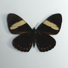 Load image into Gallery viewer, Turquoise Cracker - Unmounted/Papered Specimen