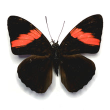 Load image into Gallery viewer, Pink-Banded Sister Butterfly - Unmounted/Papered Specimen