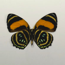 Load image into Gallery viewer, Callicore Butterfly - Unmounted/Papered Specimen