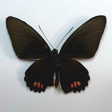 Load image into Gallery viewer, Emerald-Patched Cattle Heart Butterfly - Unmounted/Papered Specimen