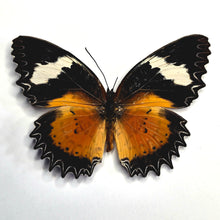 Load image into Gallery viewer, Malay lacewing - Unmounted/Papered Specimen