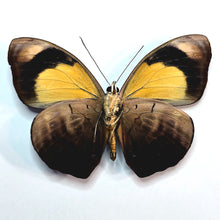 Load image into Gallery viewer, Blue-Frosted Banner Butterfly - Unmounted/Papered Specimen