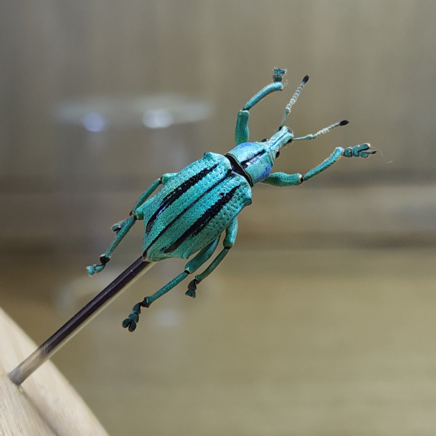 Beetles & True Bugs