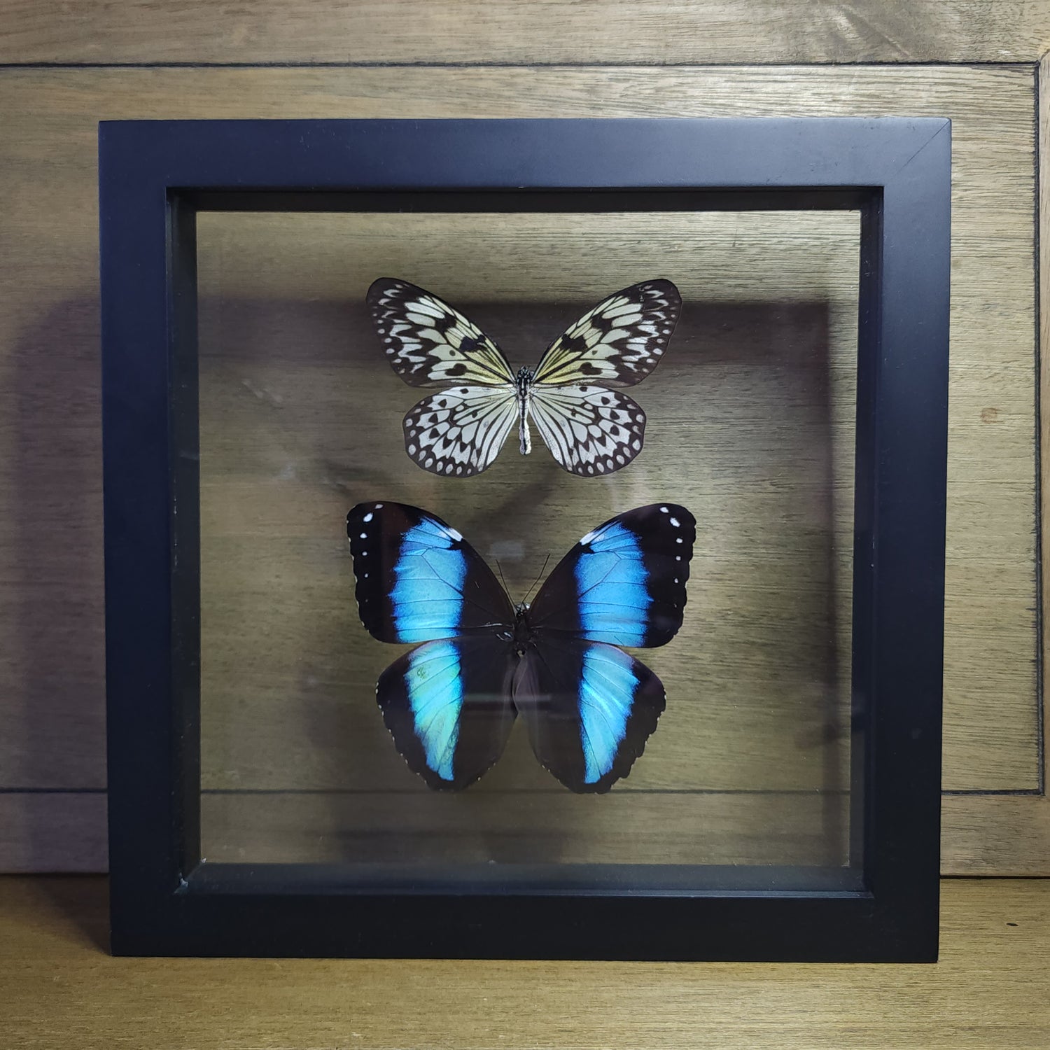 Butterflies & Moths