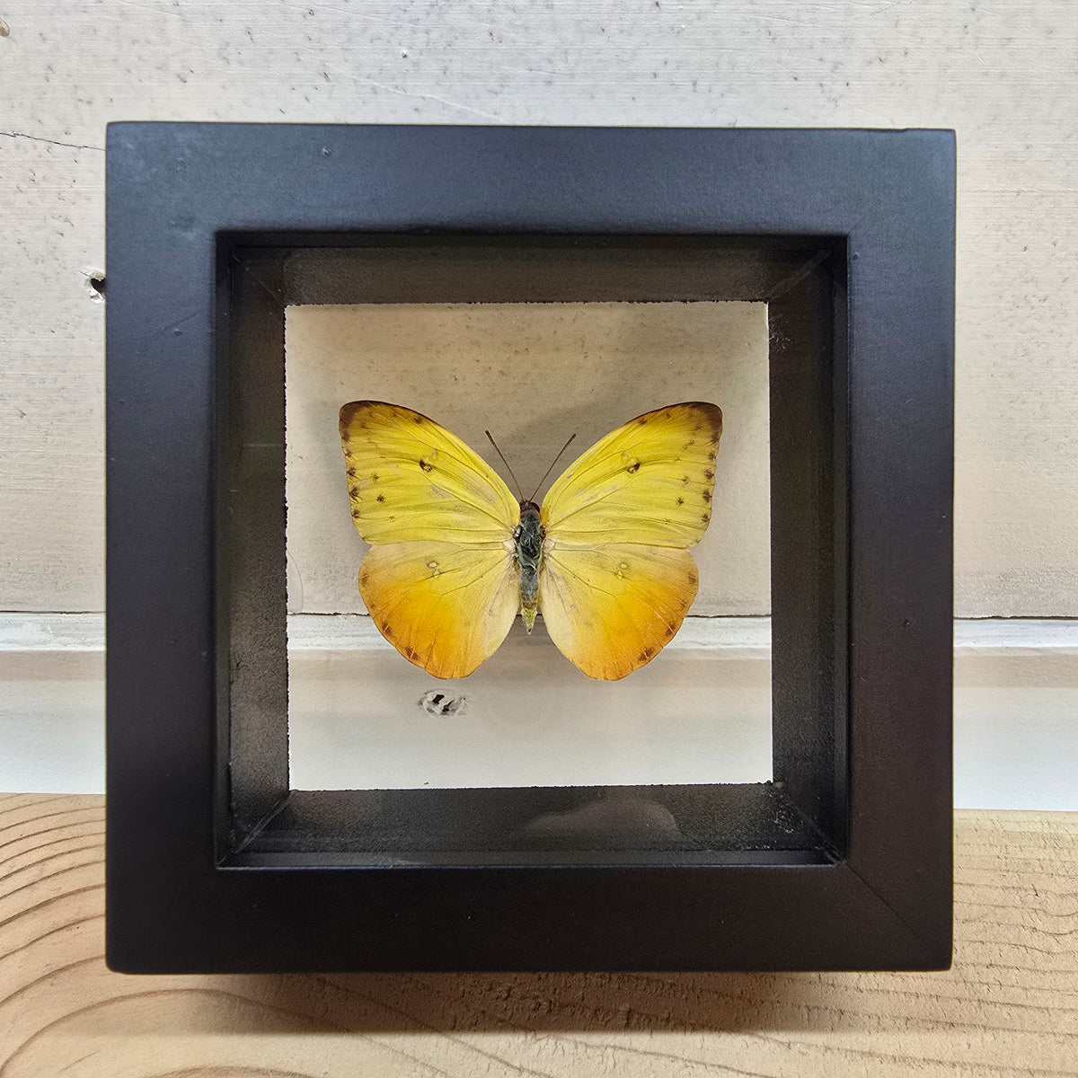Orange Barred Sulfur (Female) Butterfly Shadow Box Frame