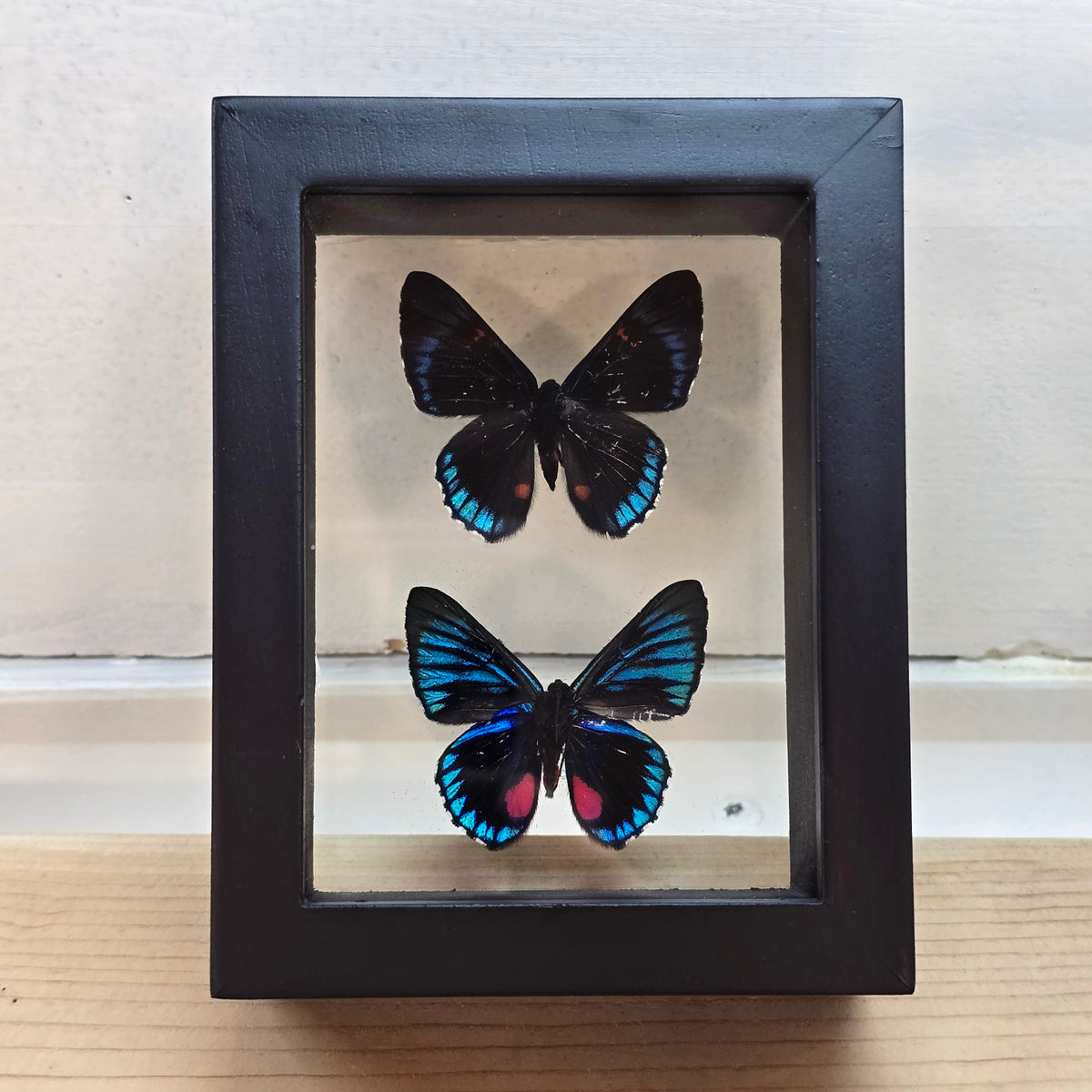 White-Dashed Metalmark Butterfly Shadow Box Frame