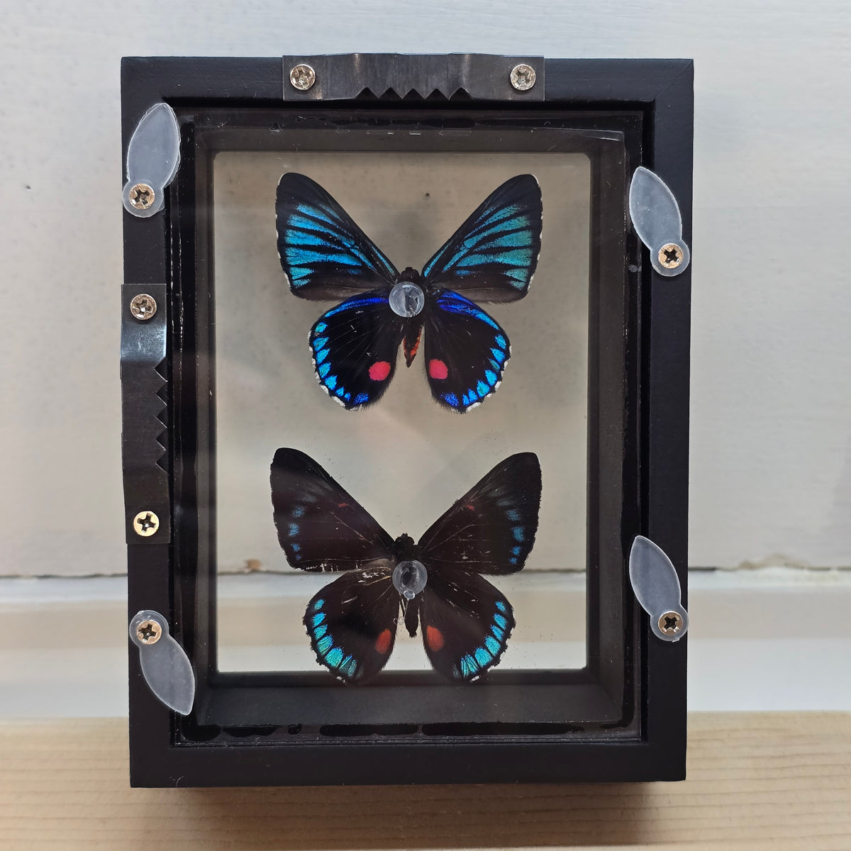 White-Dashed Metalmark Butterfly Shadow Box Frame