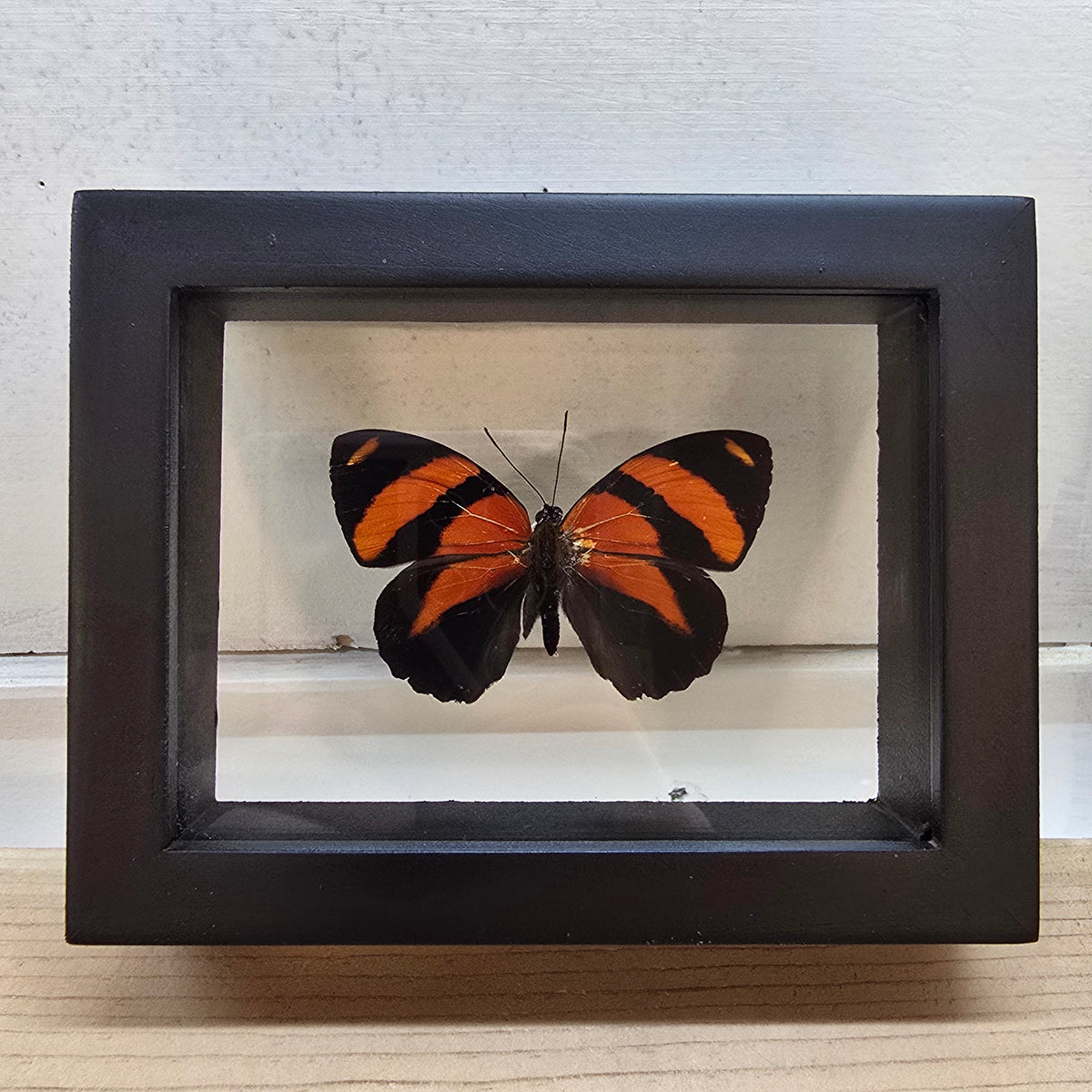 BD Butterfly Shadow Box Frame