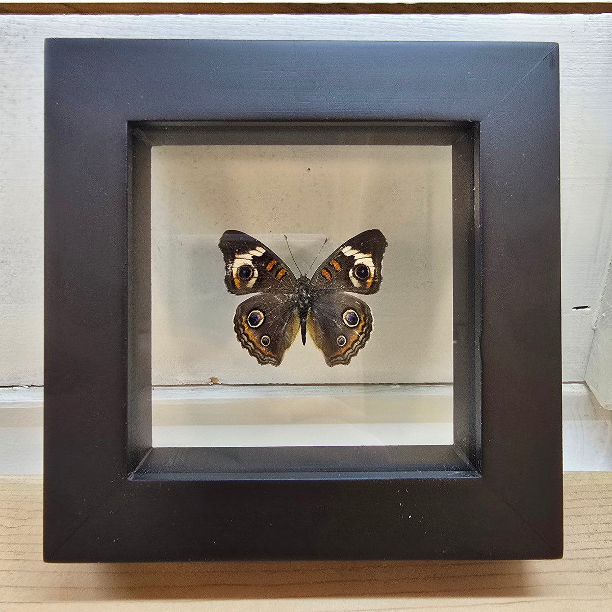 Common Buckeye Butterfly Shadow Box Frame