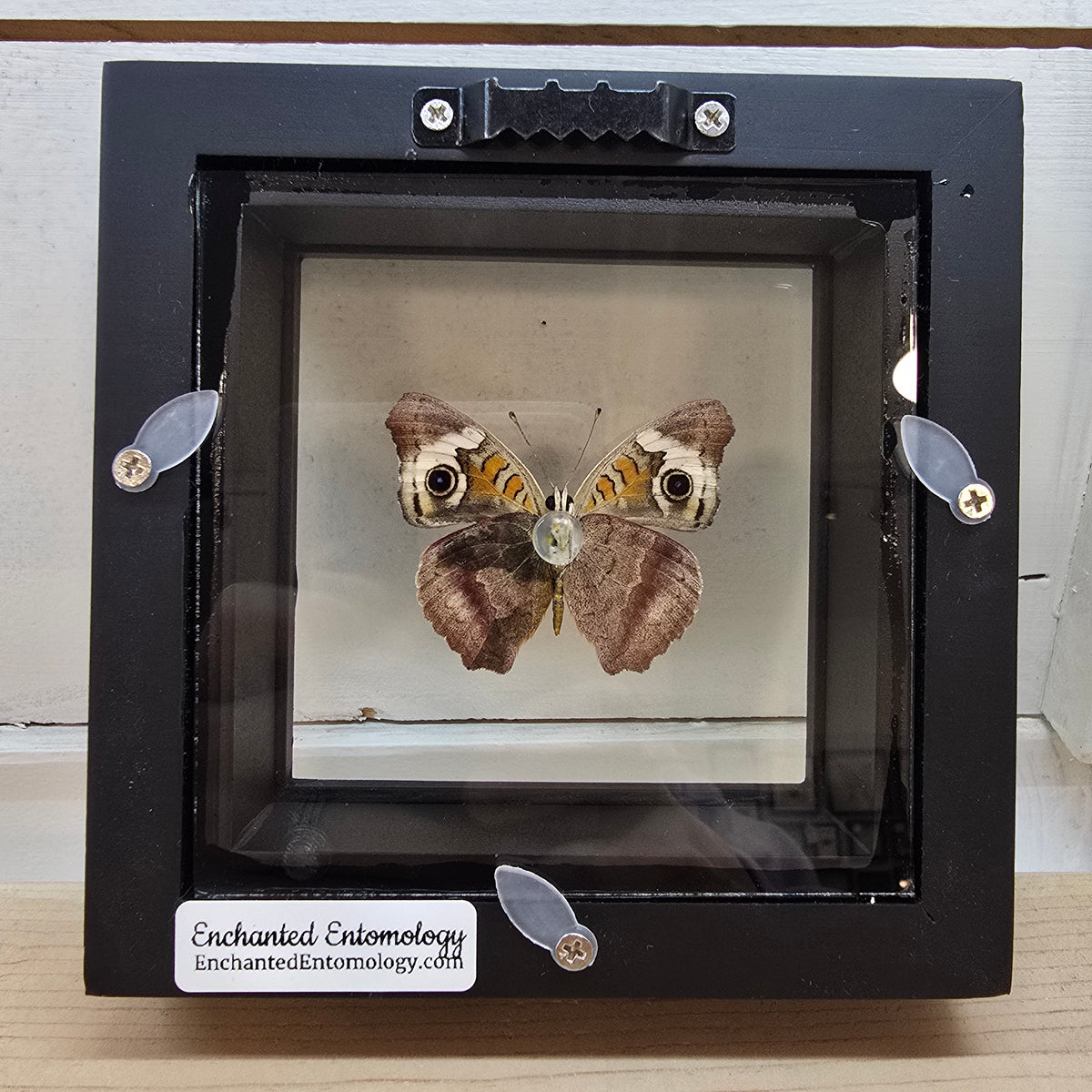 Common Buckeye Butterfly Shadow Box Frame