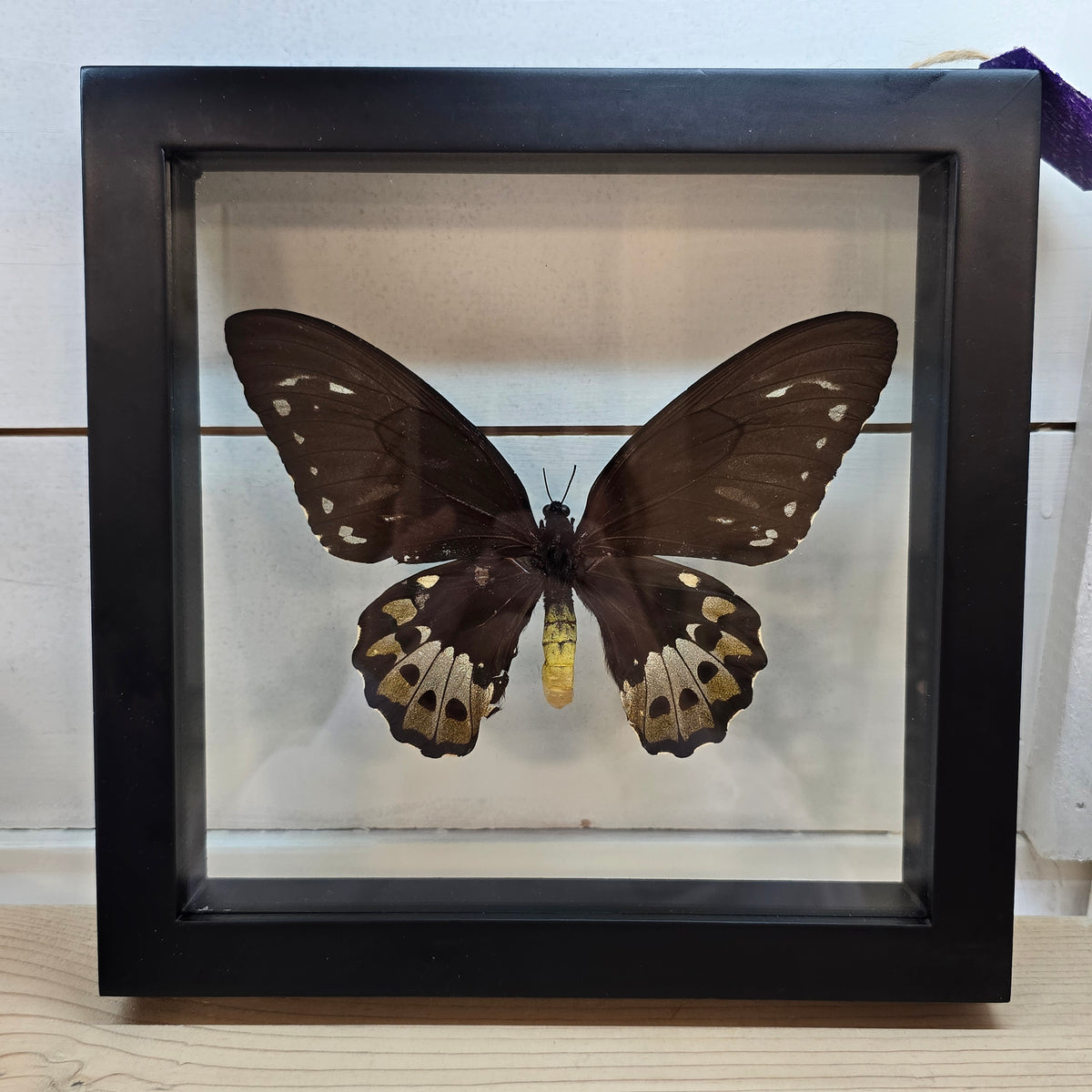 Priam's Birdwing Butterfly Shadow Box Frame