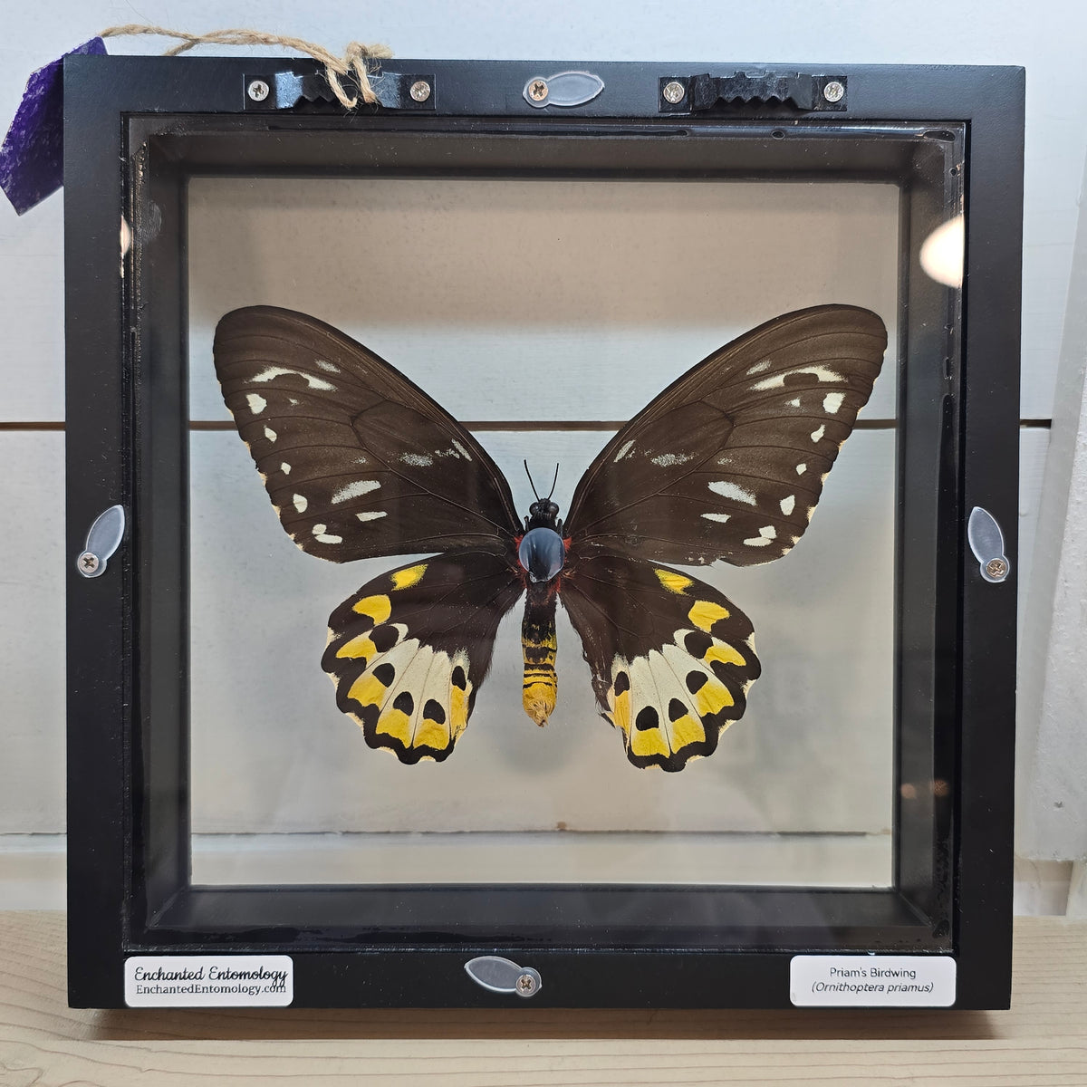 Priam's Birdwing Butterfly Shadow Box Frame