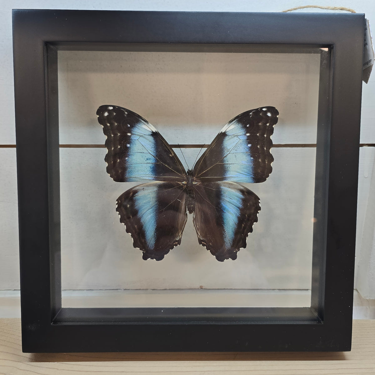 Blue-Banded Morpho Butterfly Shadow Box Frame