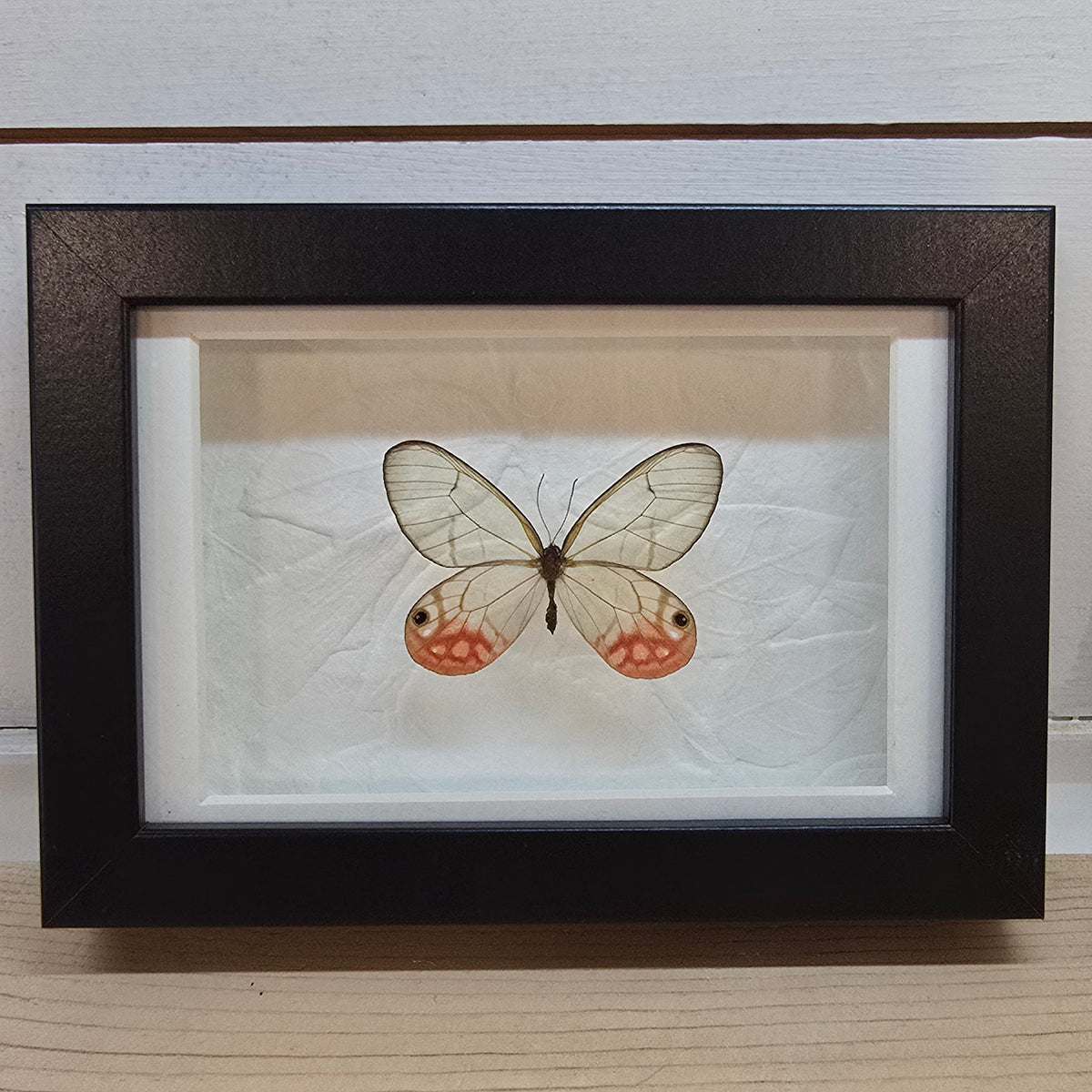 Blushing Phantom Butterfly Shadow Box Frame