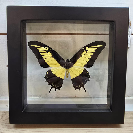 Androgeus/Queen Swallowtail Butterfly Shadow Box Frame