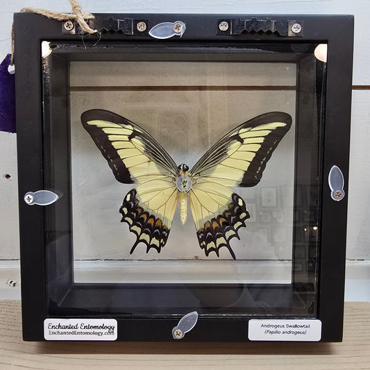 Androgeus/Queen Swallowtail Butterfly Shadow Box Frame