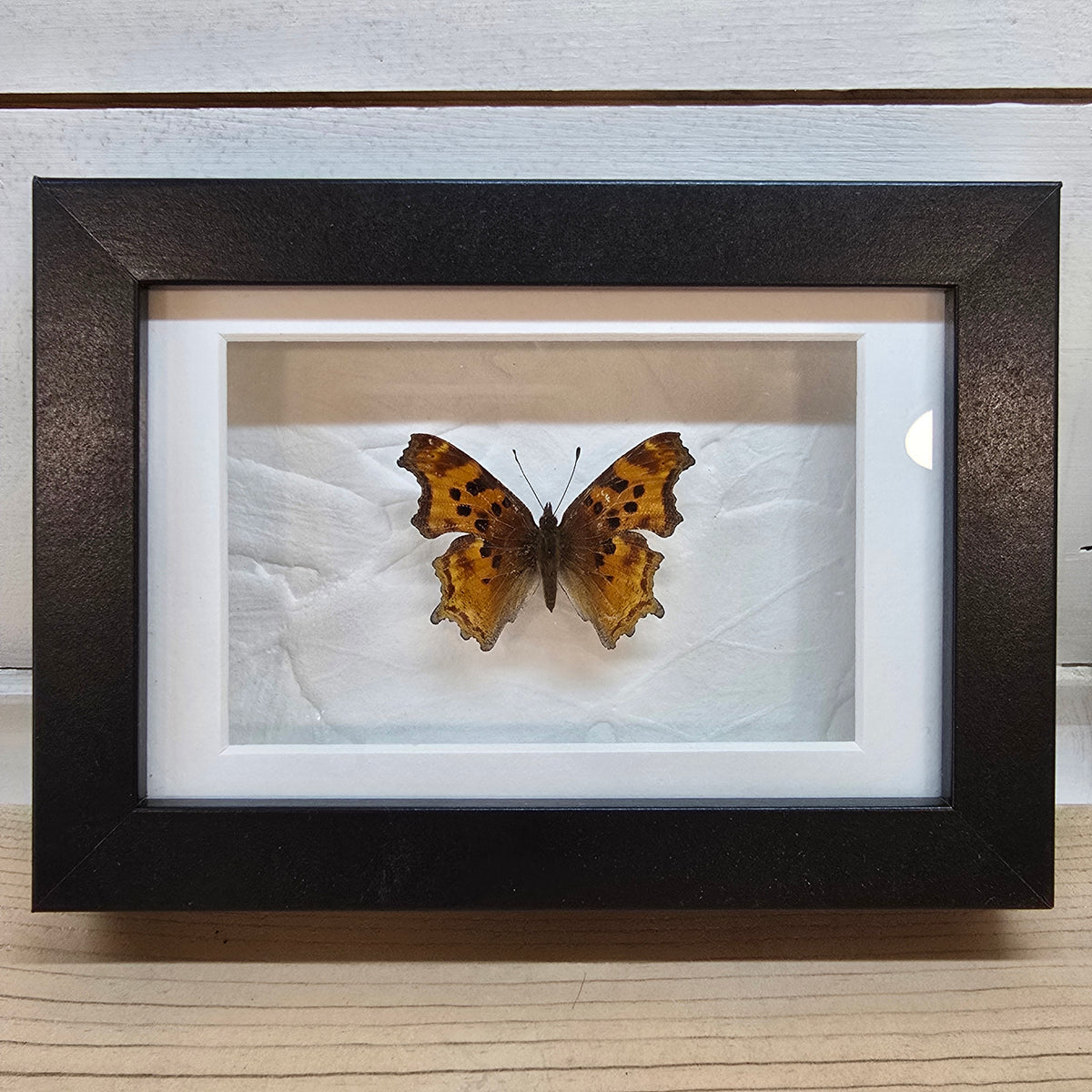 Satyr Comma Butterfly Shadow Box Frame