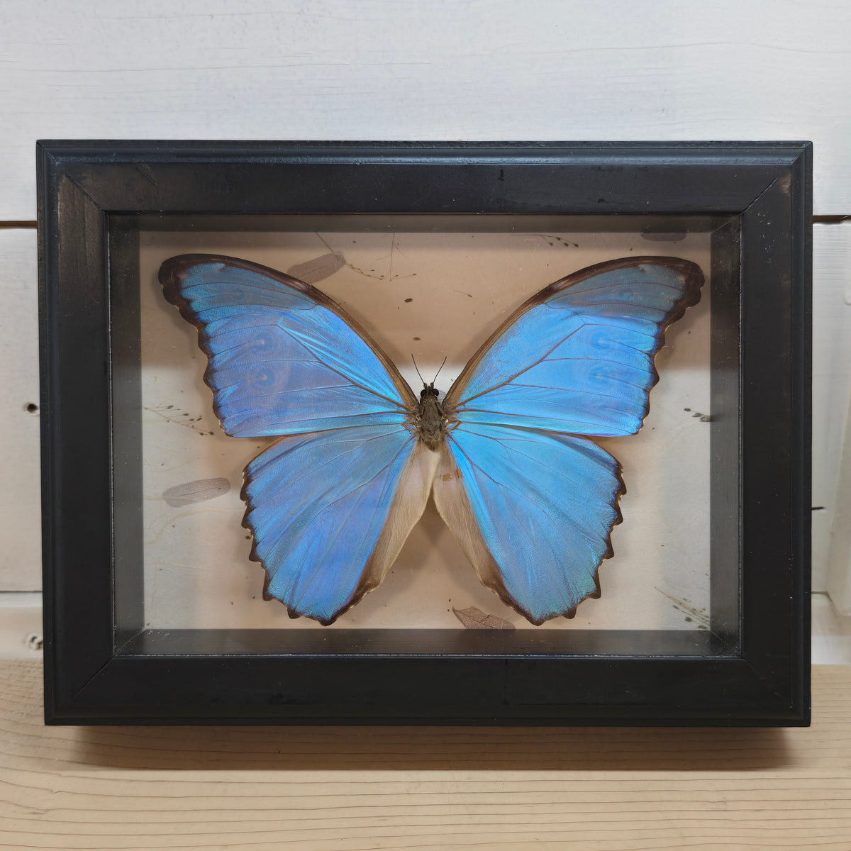 Giant Blue Morpho Butterfly Shadow Box Frame