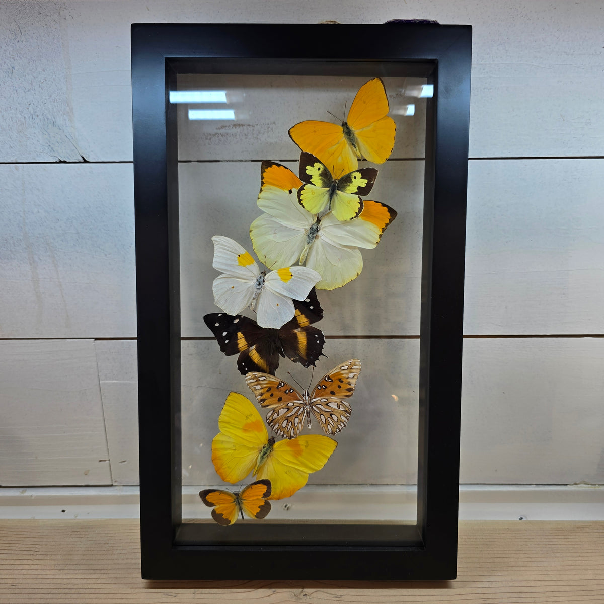 Butterfly Collection Shadow Box Frame