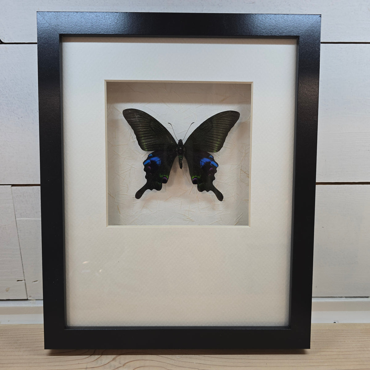 Blue Peacock Swallowtail Butterfly Shadow Box Frame