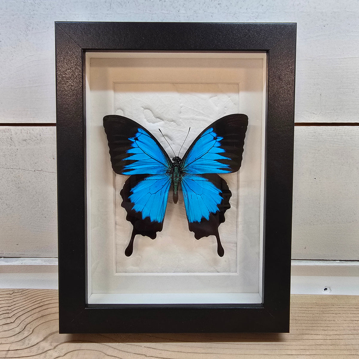 Ulysses Swallowtail Butterfly Shadow Box Frame