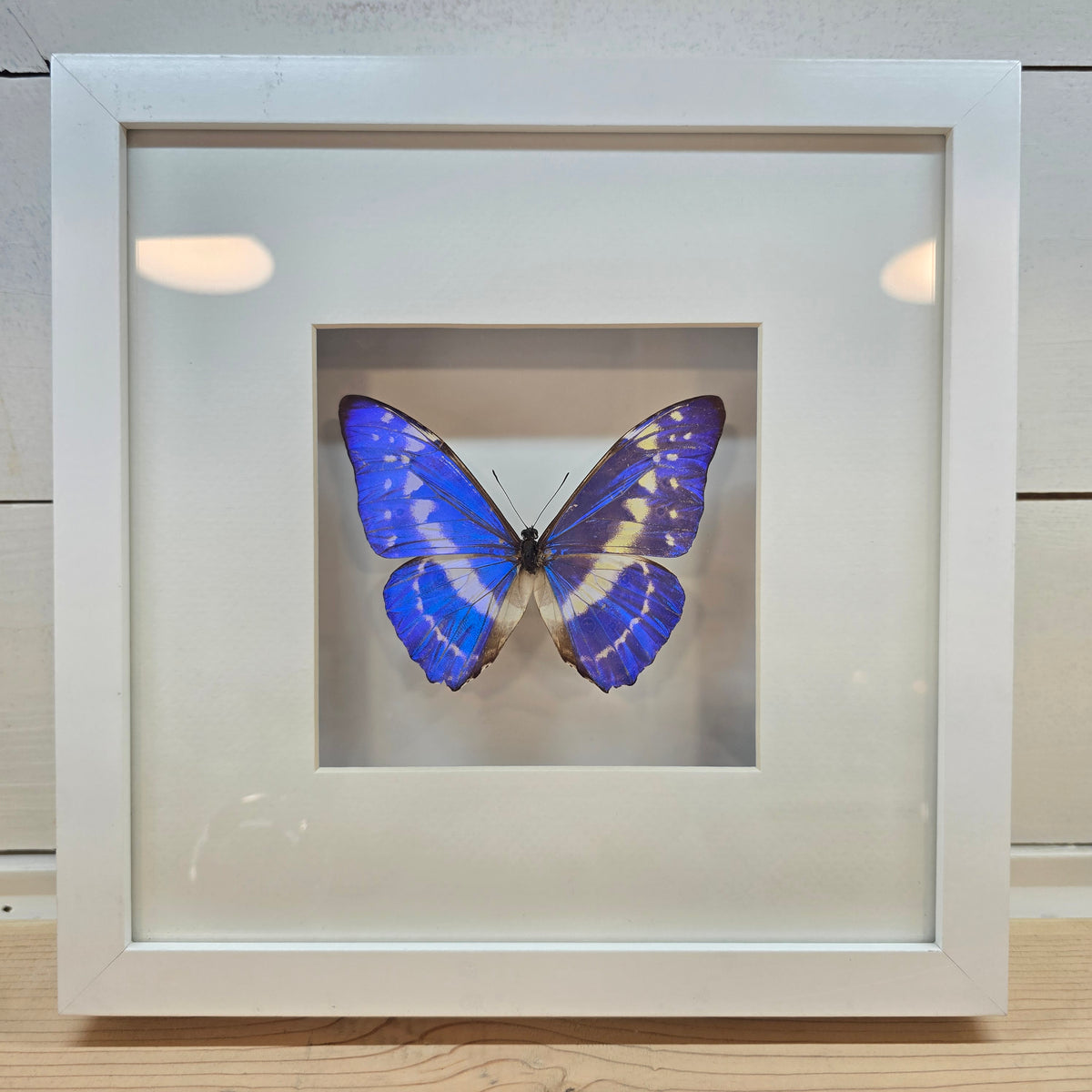 Cypris Morpho Shadow Box Frame