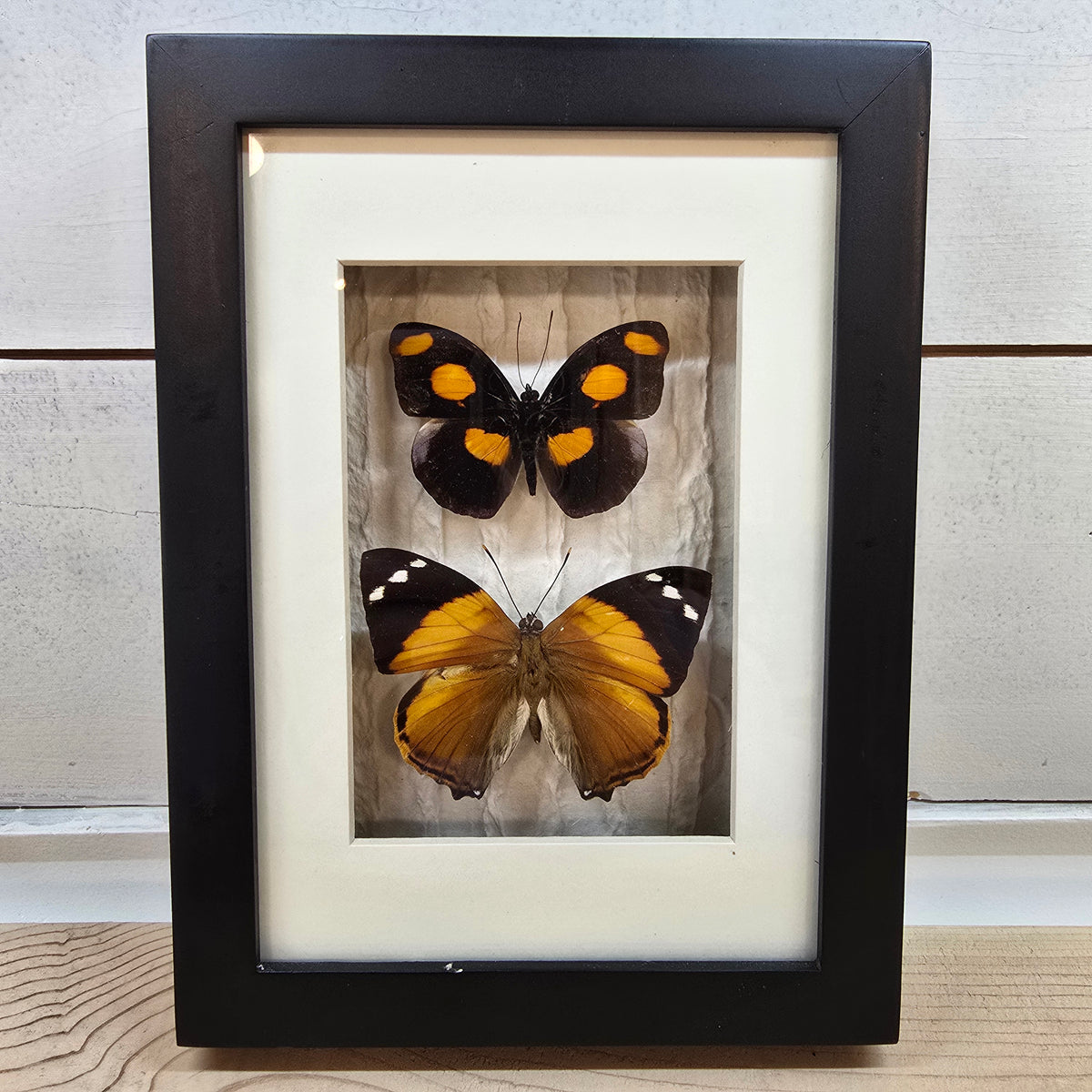 Grecian Shoemaker & Blomfild's Beauty Butterfly Shadow Box Frame