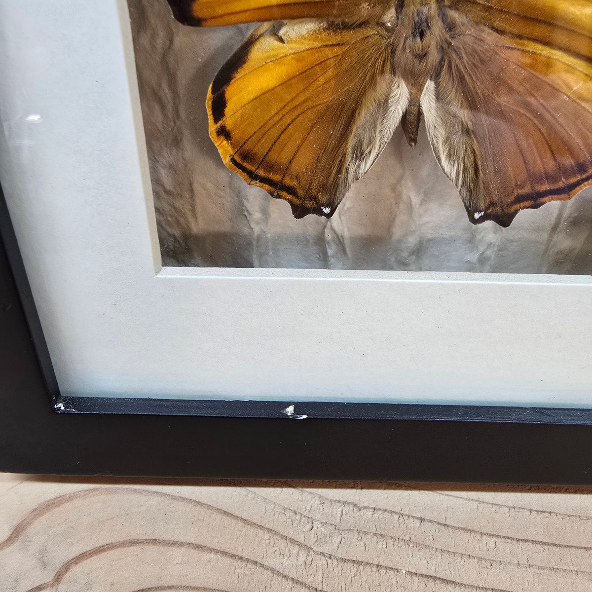 Grecian Shoemaker & Blomfild's Beauty Butterfly Shadow Box Frame