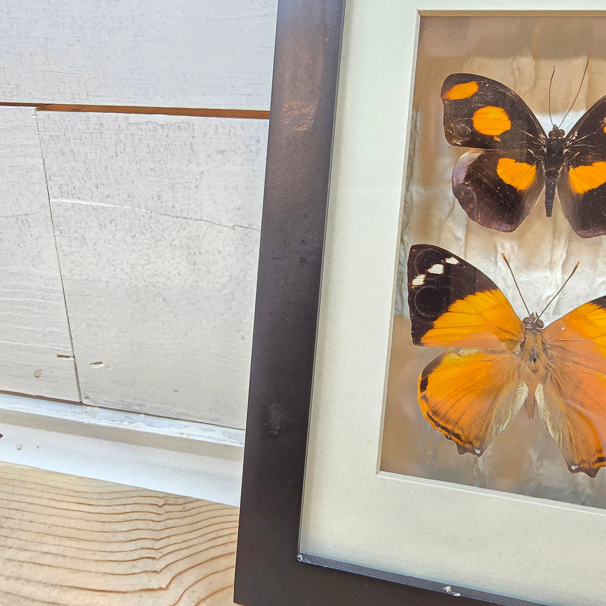 Grecian Shoemaker & Blomfild's Beauty Butterfly Shadow Box Frame