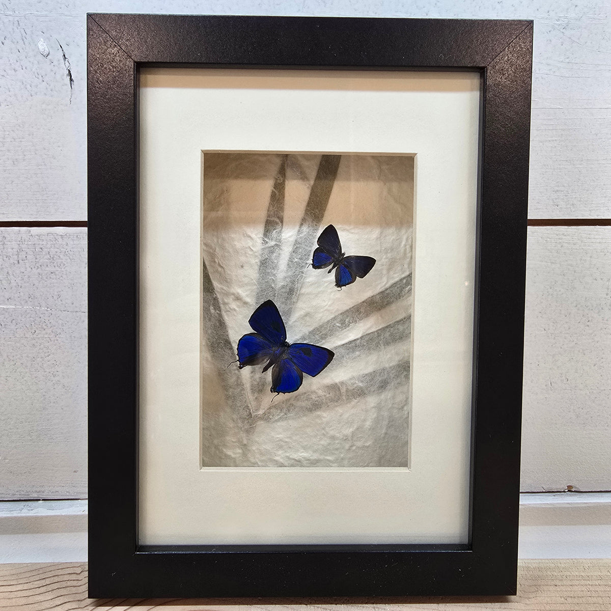 Large Oakbkue & Bitias Hairstreak Butterflies Shadow Box Frame