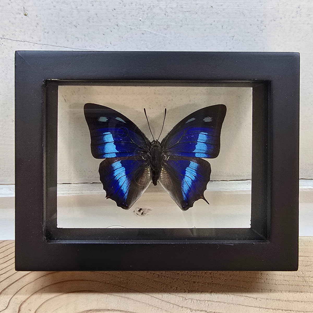 Metallic Blue Leafwing Butterfly Shadow Box Frame