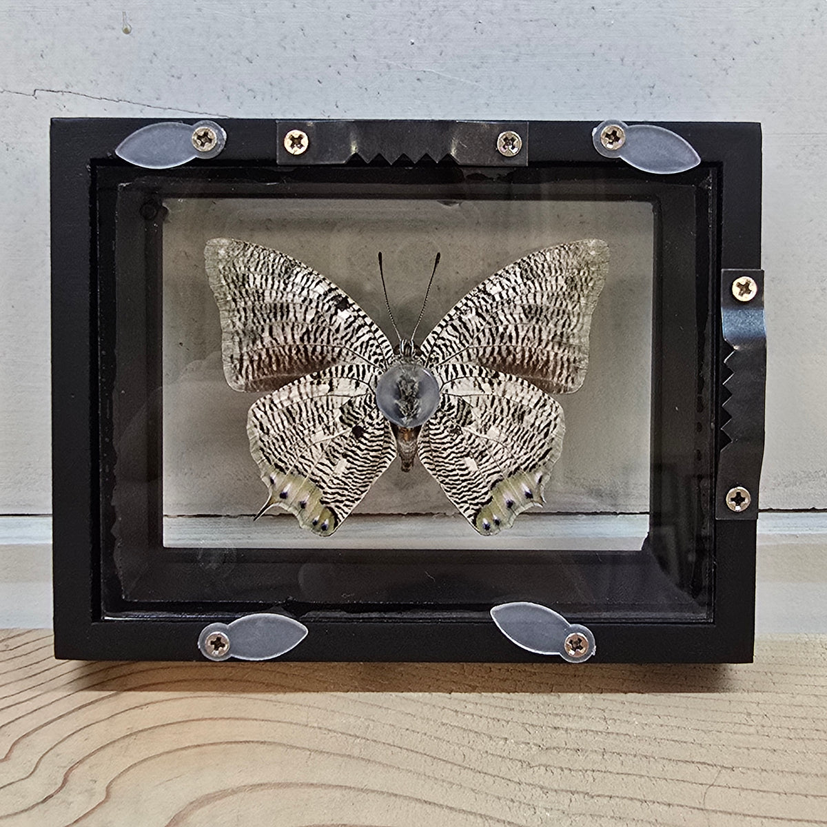 Metallic Blue Leafwing Butterfly Shadow Box Frame